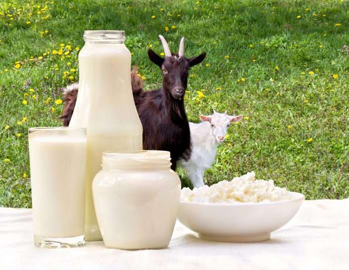 Manfaat susu kambing bagi kesehatan